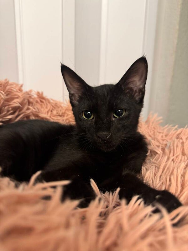 Ares ♂️