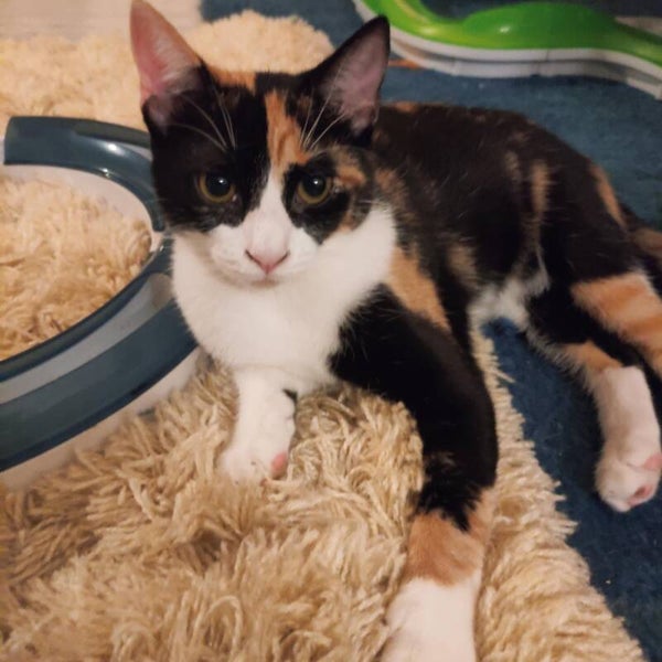 Leyla ♀️*adoptiert