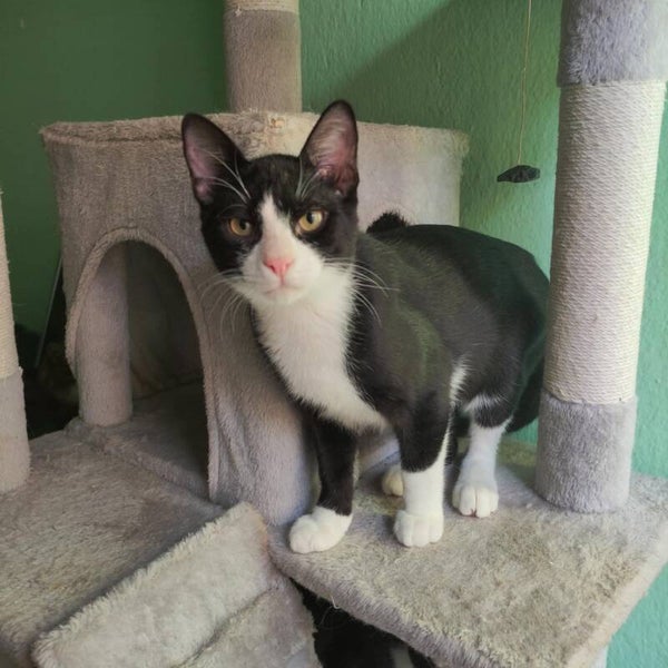 Chico ♂️*adoptiert