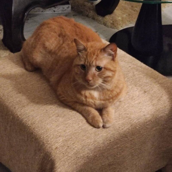 Mitsos ♂️ *adoptiert