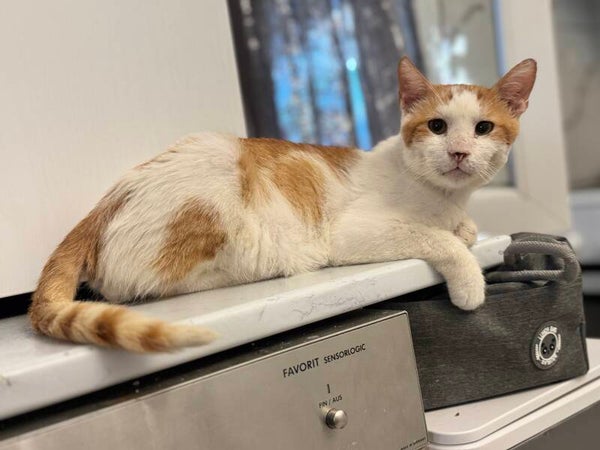 Taco ♂️ *FIV positiv