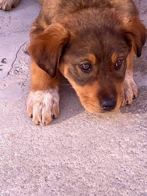 Rosi ♀️ *adoptiert