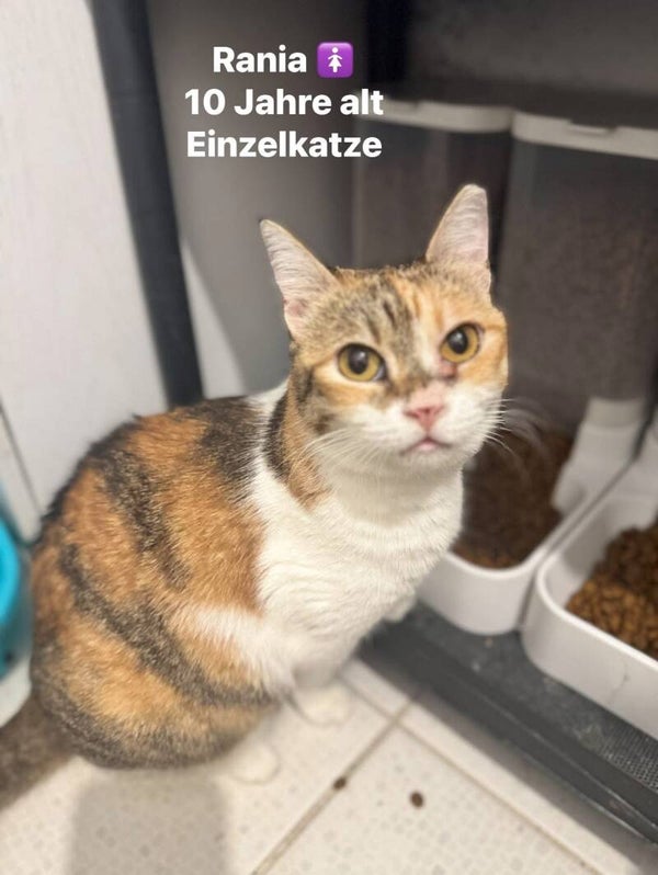 Rania * Einzelkatze