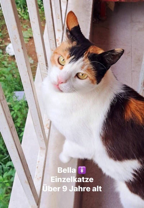 Bella *Einzelkatze