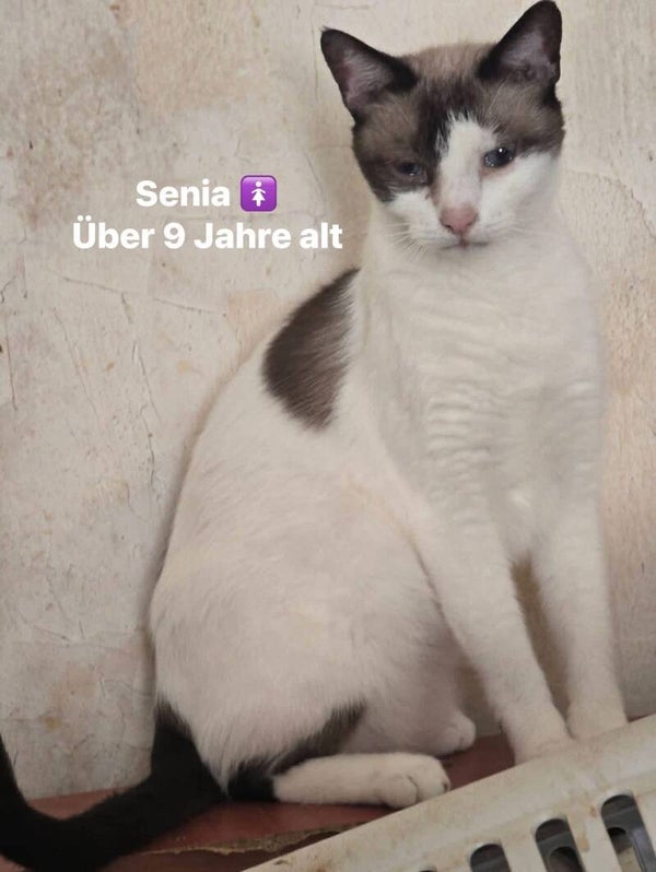 Senia