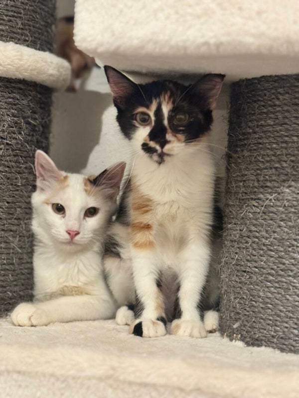 Coco & Channel