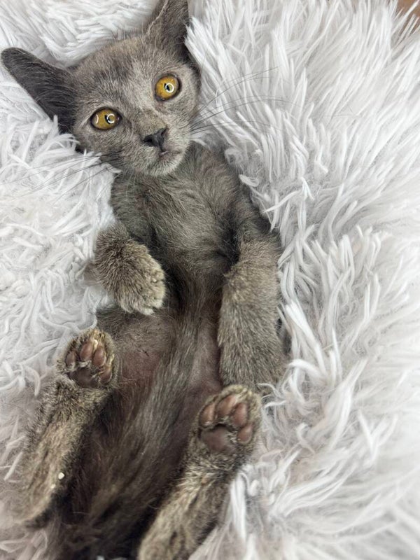 Vesper ♂️
