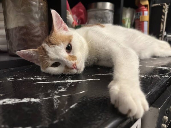 Sommer ♂️*adoptiert