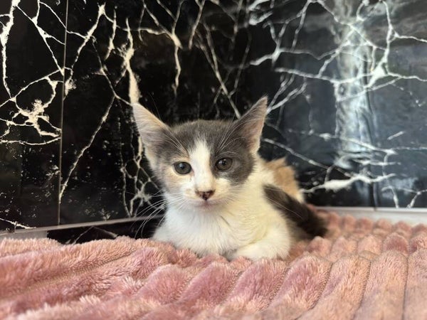 Freya ♀️ *adoptiert