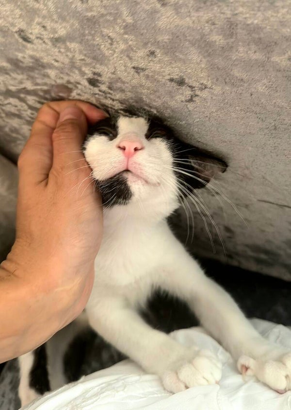 Paoki ♂️ *adoptiert