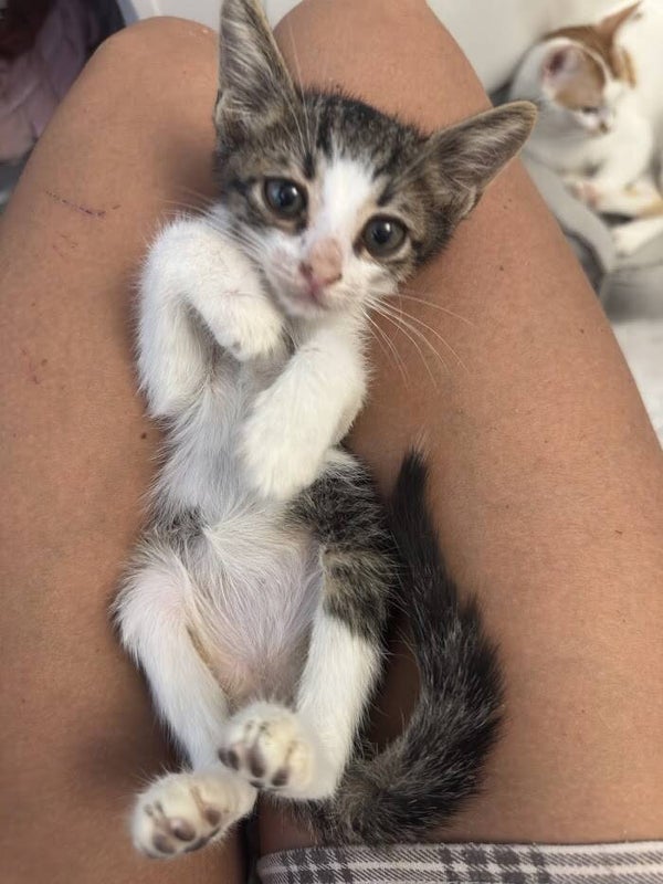 Tonic ♂️*adoptiert