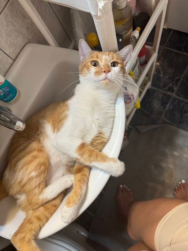 Milo ♂️ *adoptiert