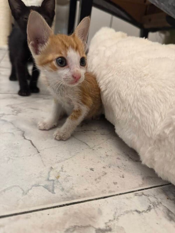 Müsli ♀️ * adoptiert