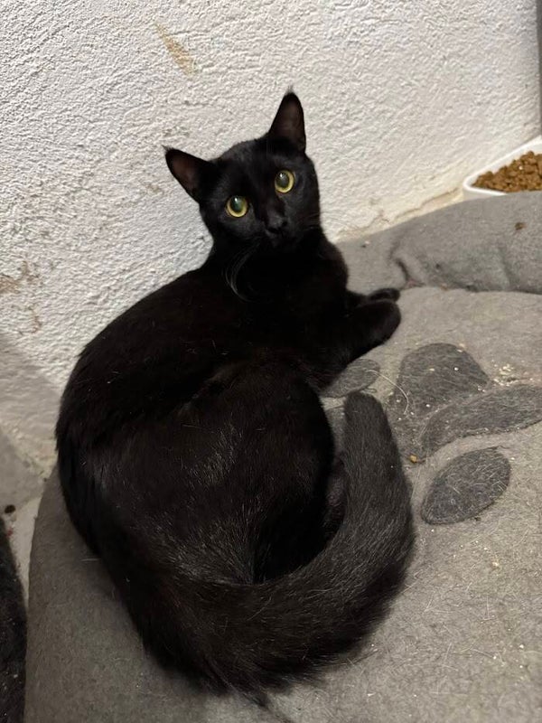 Shiny ♂️ *aktuell nicht zur Adoption - siehe Notfälle