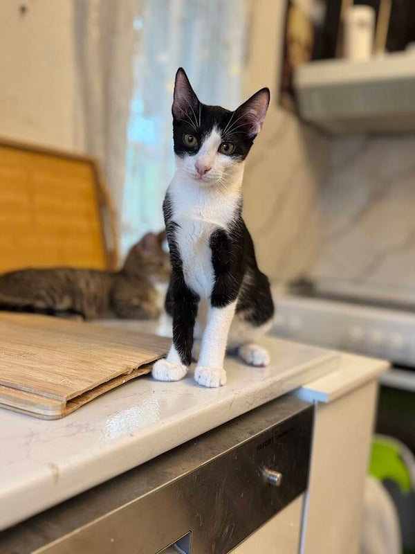 Jack ♂️ *adoptiert