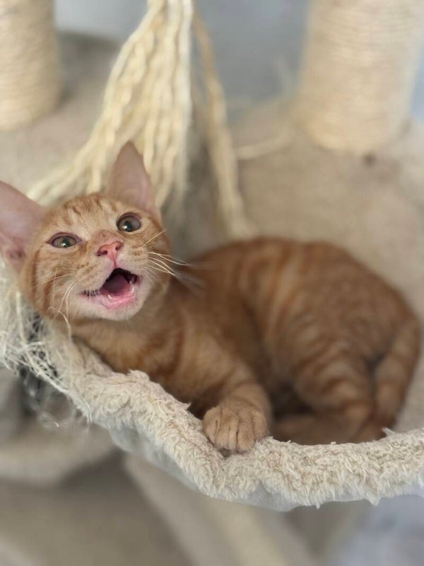 Sky  ♂️ *adoptiert