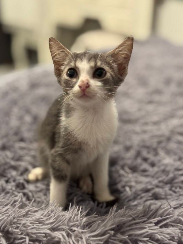 Billy  ♂️ *adoptiert