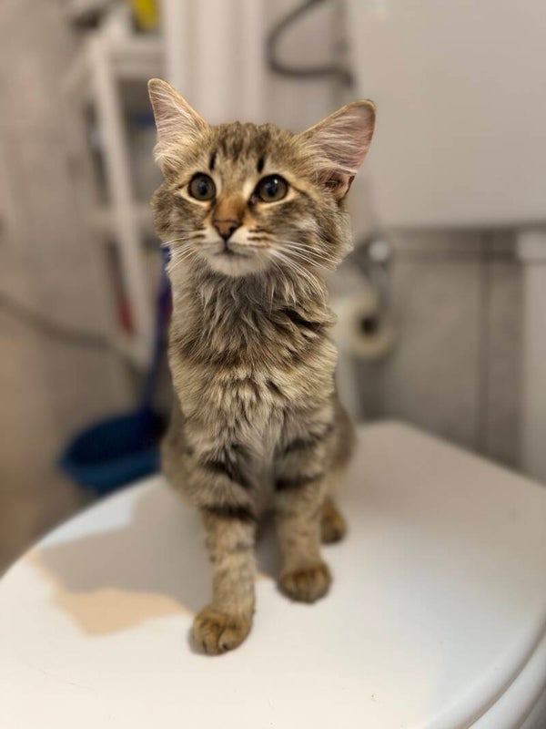 Jaffar  ♂️ *adoptiert