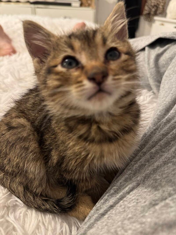 Tiger ♂️   *adoptiert