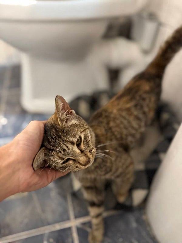 Jasmin ♀️ *adoptiert