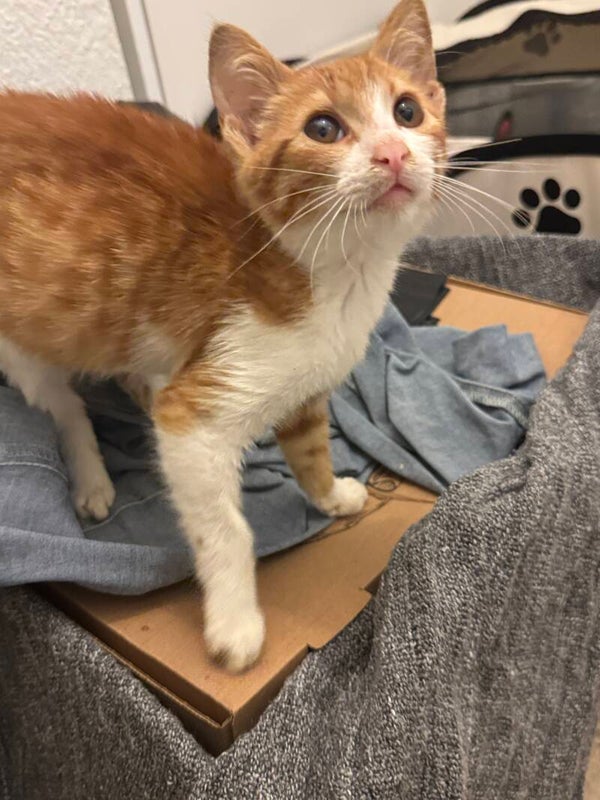 Loki ♂️ *adoptiert