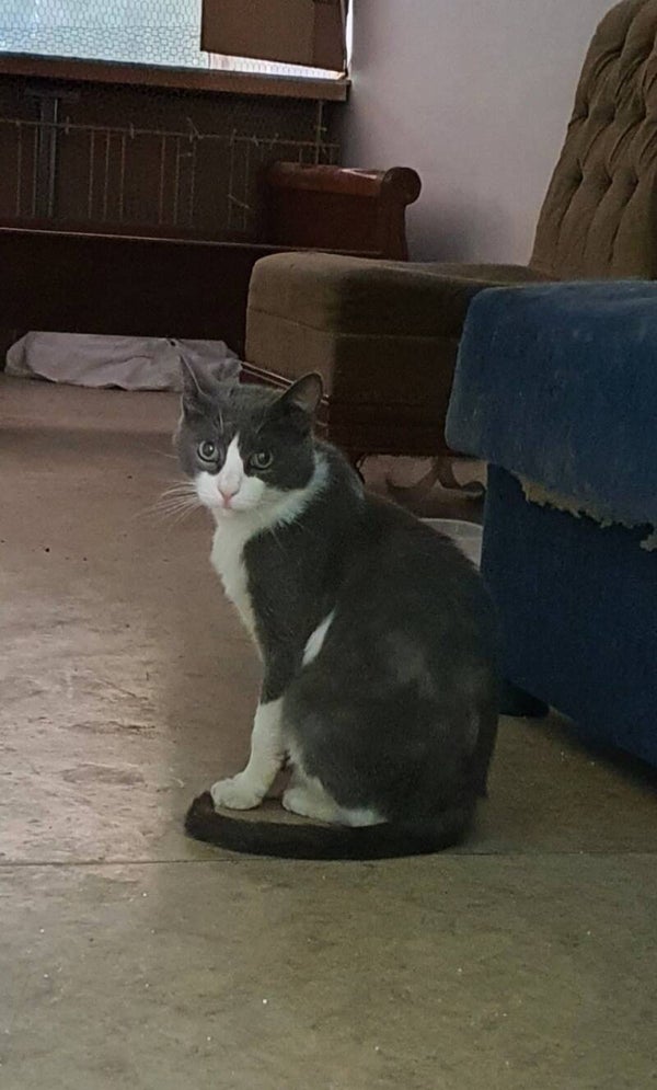 Miu ♂️ FIV positiv