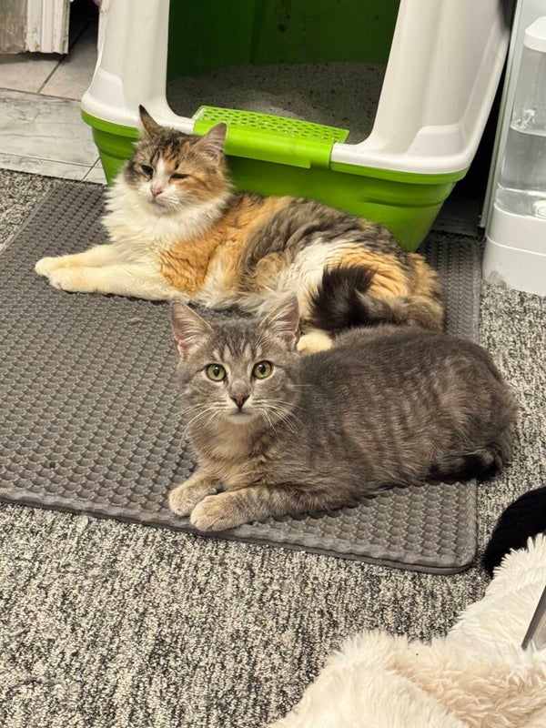 Milo ♂️ & Daria ♀️