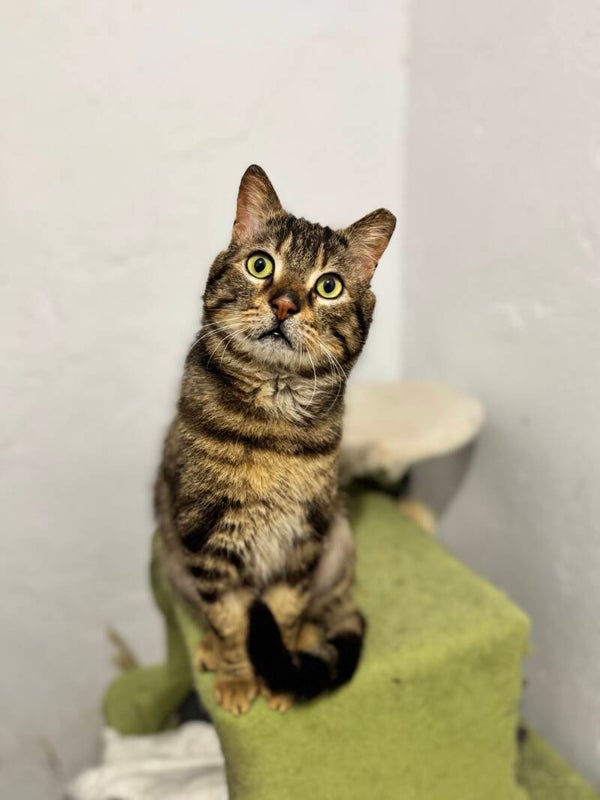 Diesel ♂️  *reserviert