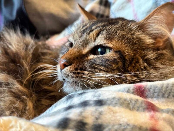 Tiger ♂️ *FIV & FORL