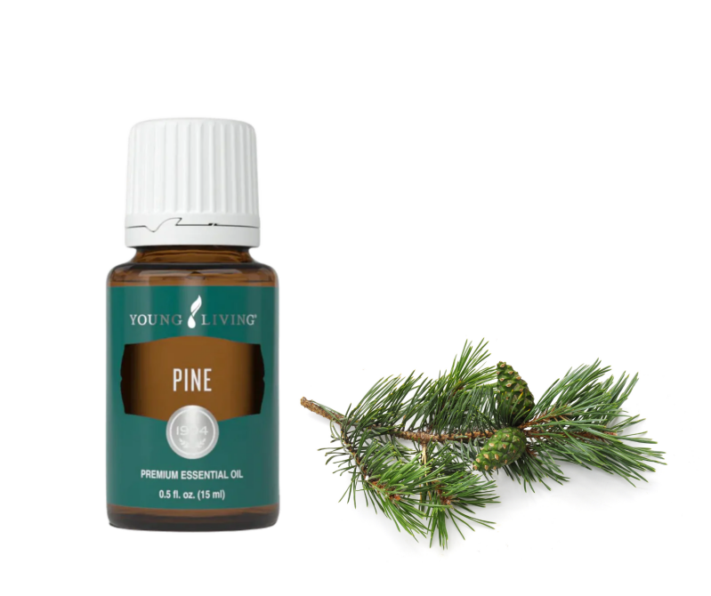 Aromawelzijn | De geur van boomoliën is meestal aards, houtachtig, kruidig en verfrissend