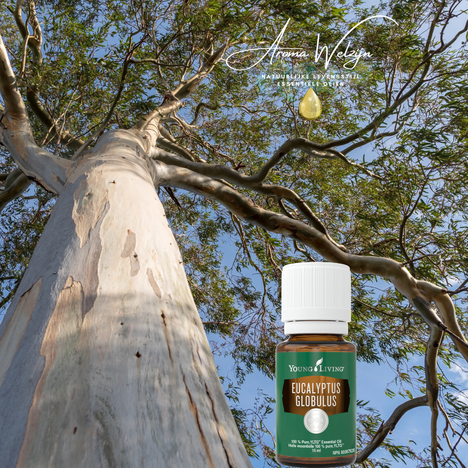 Eucalyptus Globulus Aroma Welzijn