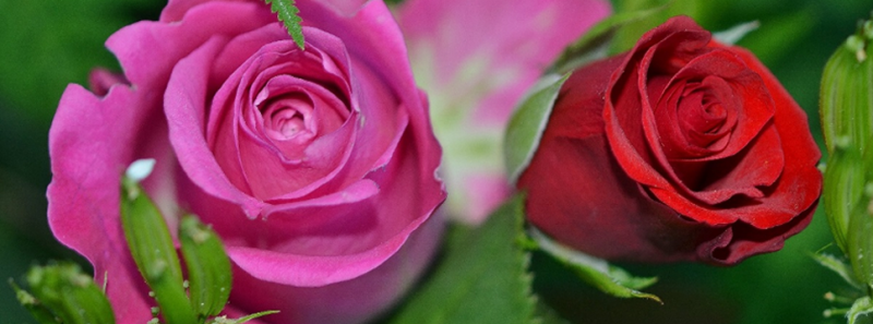 Aromawelzijn | Maak klanten en medewerkers gelukkig met fijne aroma’s