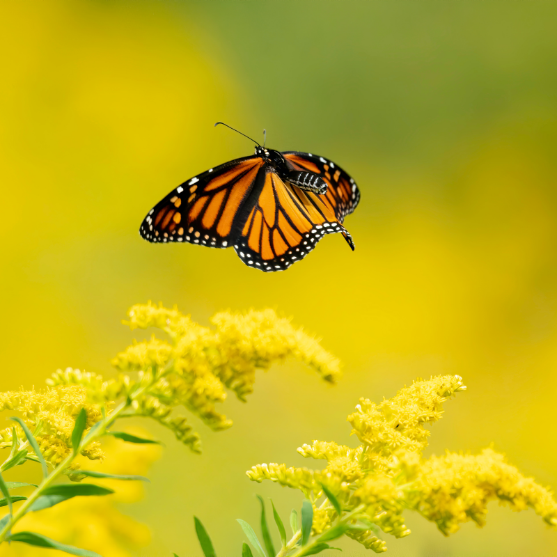 Aromawelzijn | Guldenroede: is geliefd om zijn kalmerende en sensuele geur