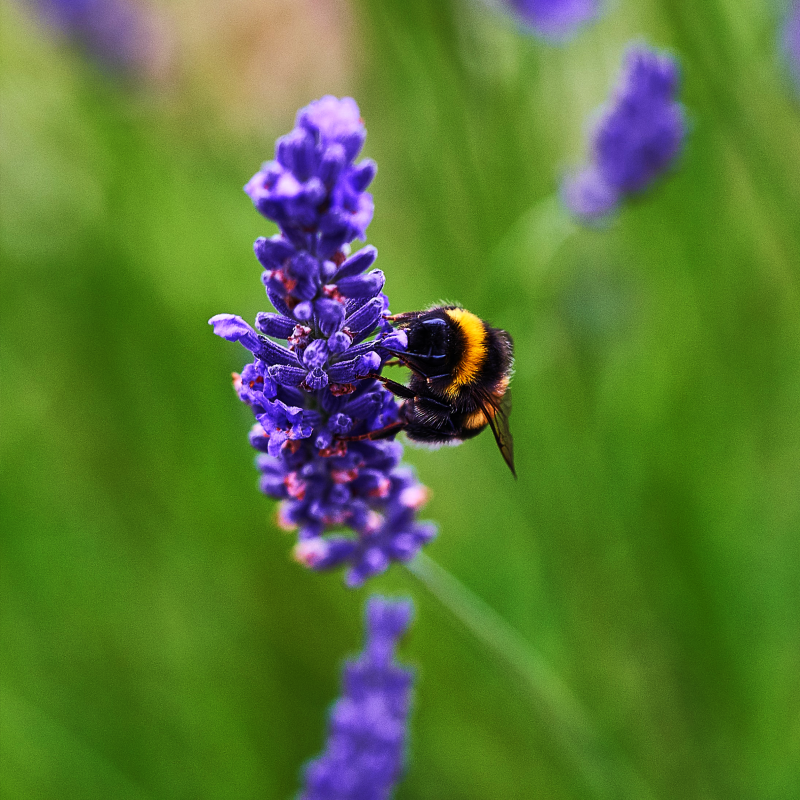 Aromawelzijn | Lavendel, een van de sterkste essentiële oliën