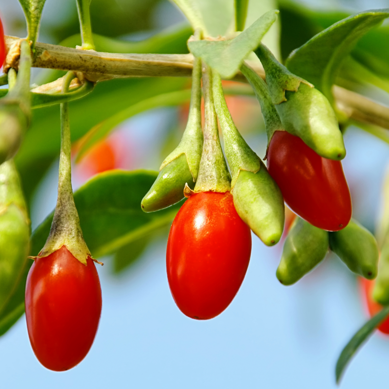 Aromawelzijn | Wolfberry is een van de meest voedzame voedingsmiddelen op aarde