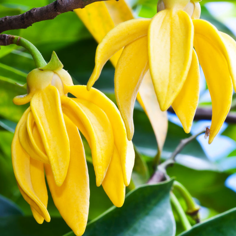Aromawelzijn | Ylang Ylang werkt kalmerend en ontspannend