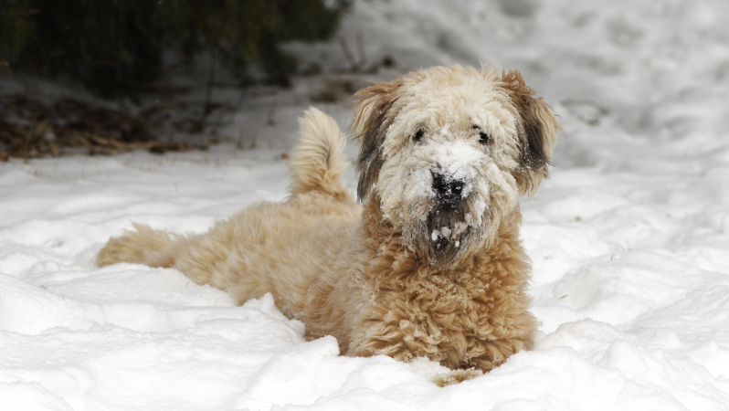 Hond met sneeuwklonters
