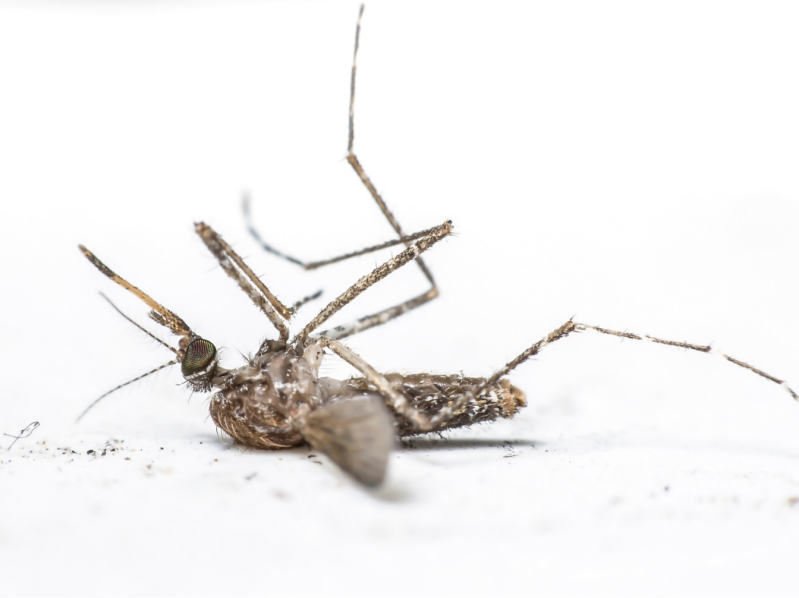 Aromawelsijn | 20 essentiële oliën tegen insecten of insectenbeten