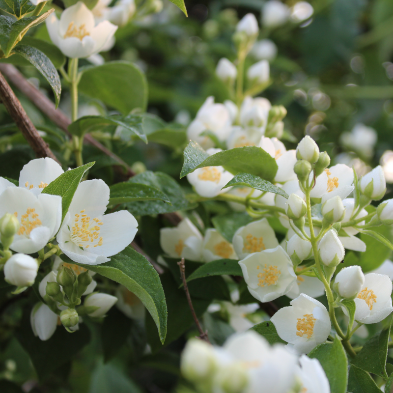 Aromawelzijn | Jasmijn is befaamd om zijn olie met romantische geur