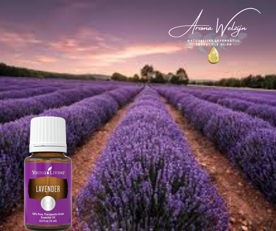 Lavender Simiane-La-Rotonde Aroma Welzijn