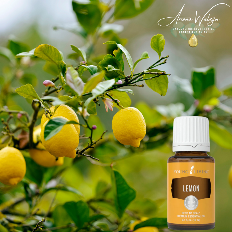 Lemon en citroenboom Aroma Welzijn