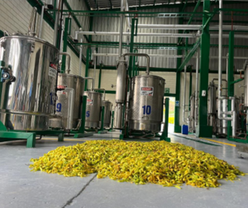 Aromawelzijn | de planten worden geoogst op het meest optimale moment