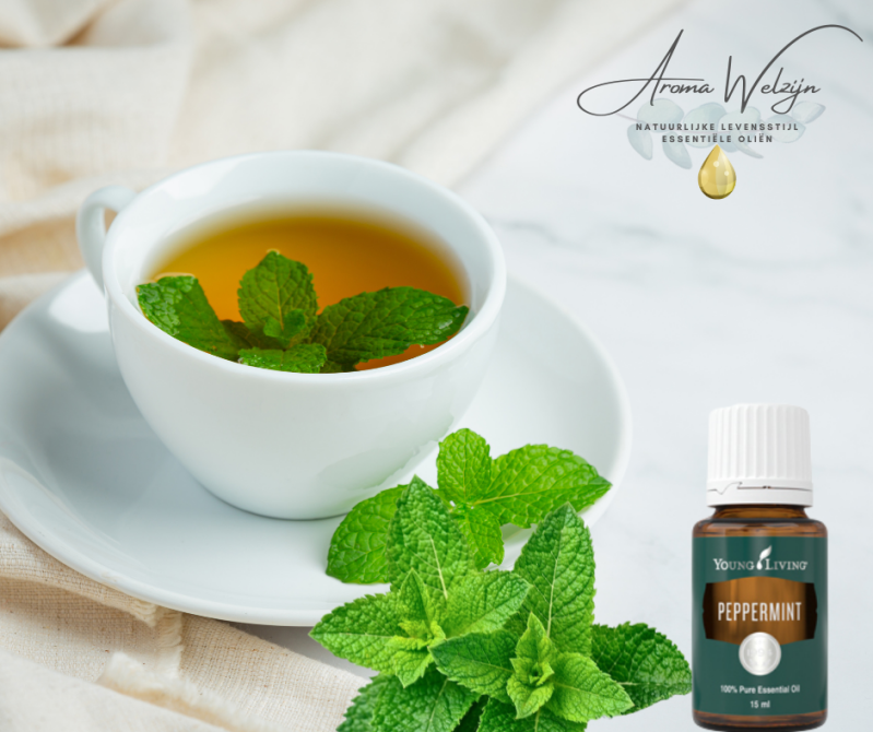 Peppermint (Mentha piperita)  Aroma Welzijn