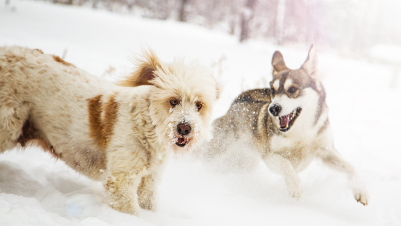 Honden spelend in de sneeuw