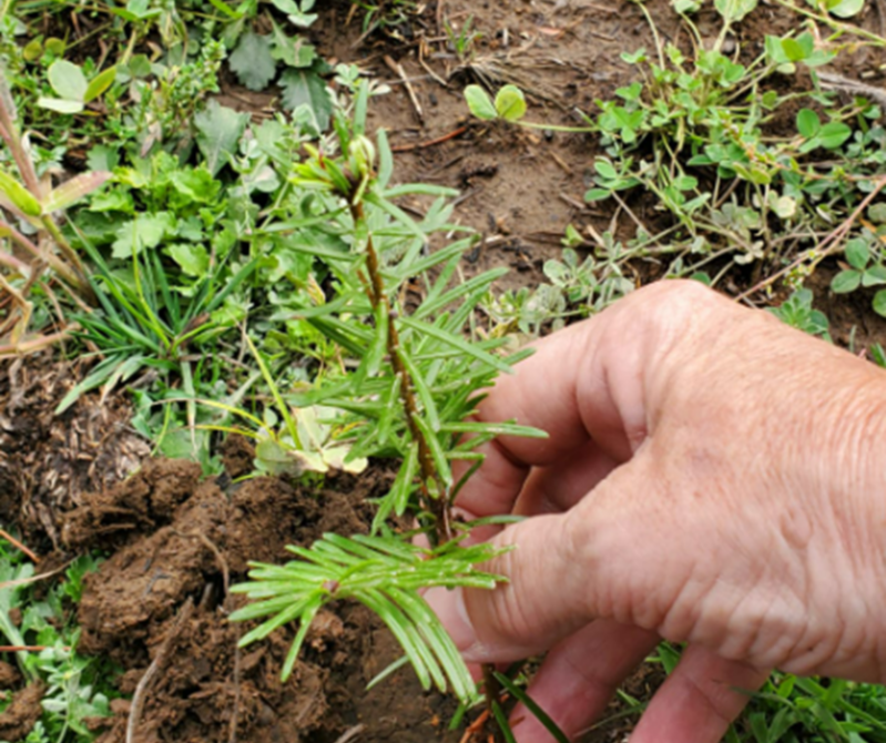 Aromawelzijn | De planten worden verbouwd op eigen boerderijen van Young Living