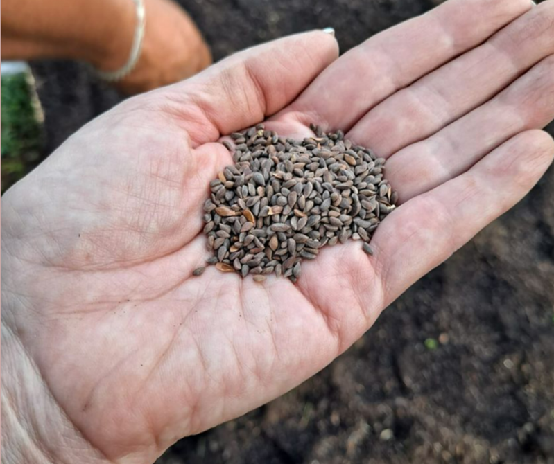 Aromawelzijn | Planten worden gezaaid en niet gekloond of gestekt