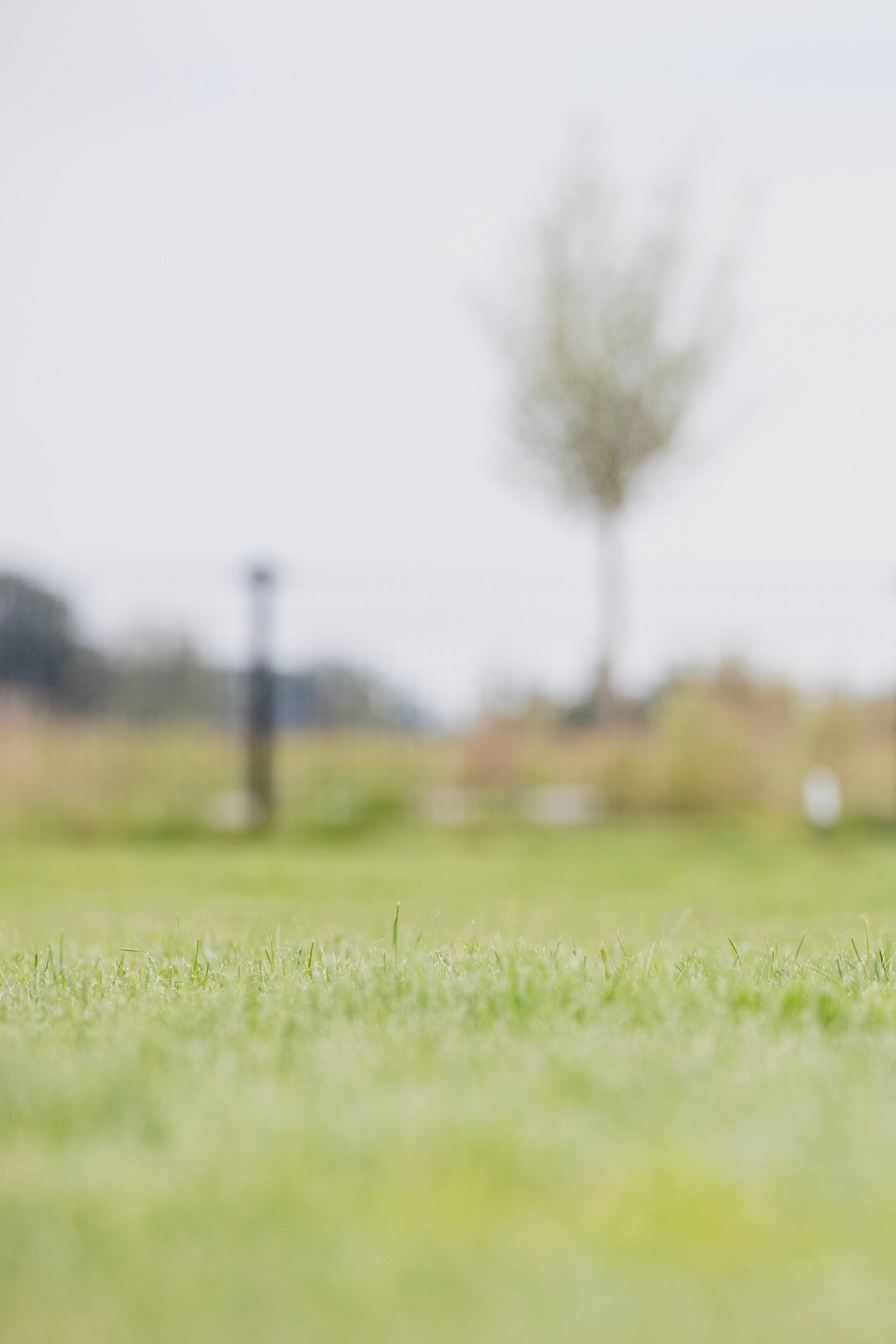Overleden Berner sennenhond, elke leeftijd is te vroeg. 
