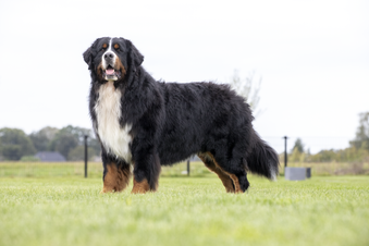 Bernese mountain dog Mooie staartdracht