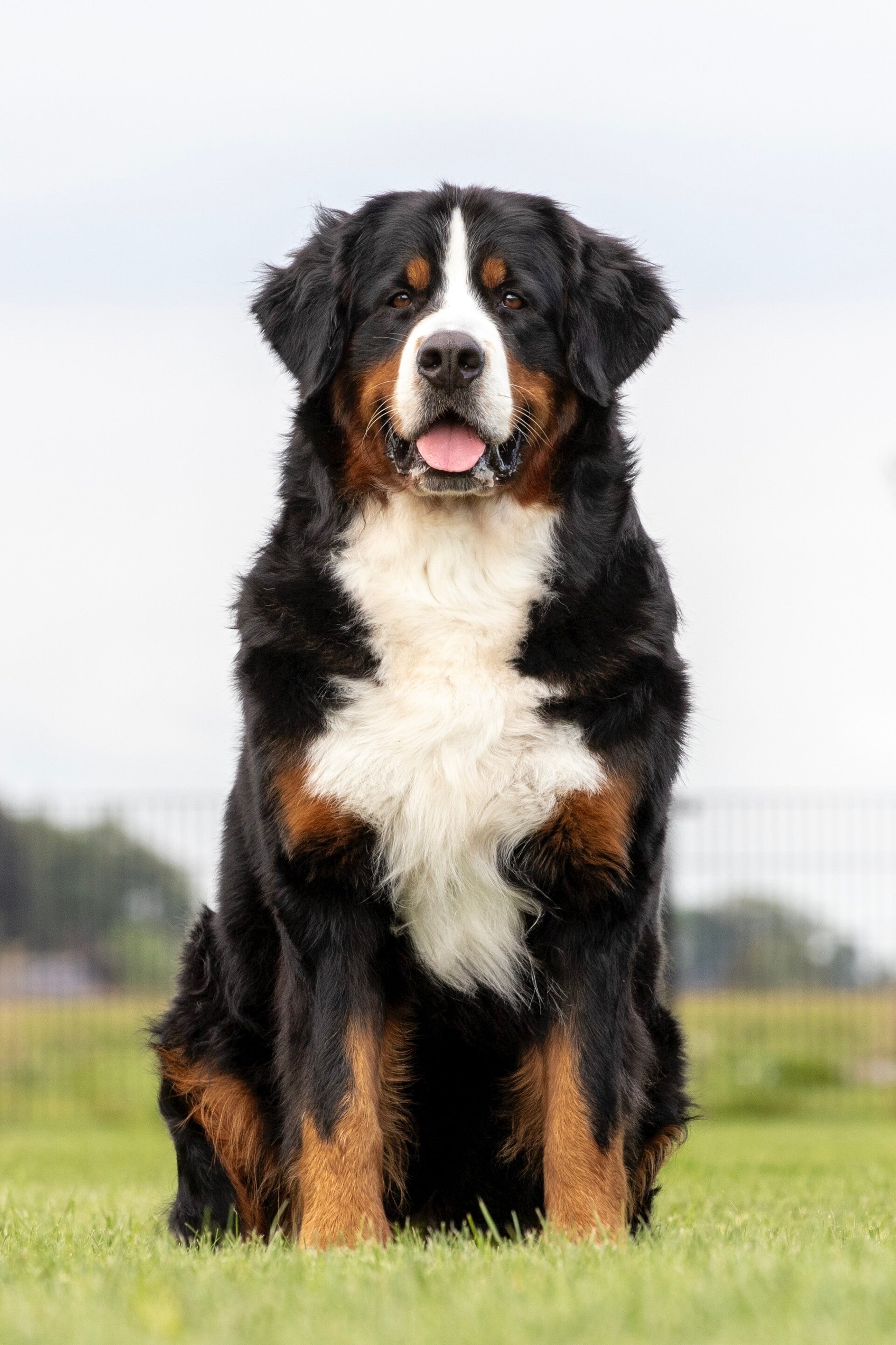 Berner Sennen teefje, afkomstig uit Italië, dus nieuw DNA. Goed, vriendelijk lief karakter, mooie gezonde stamboom