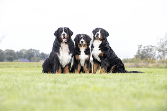 Berner sennen avder moeder en hun lieve puppy